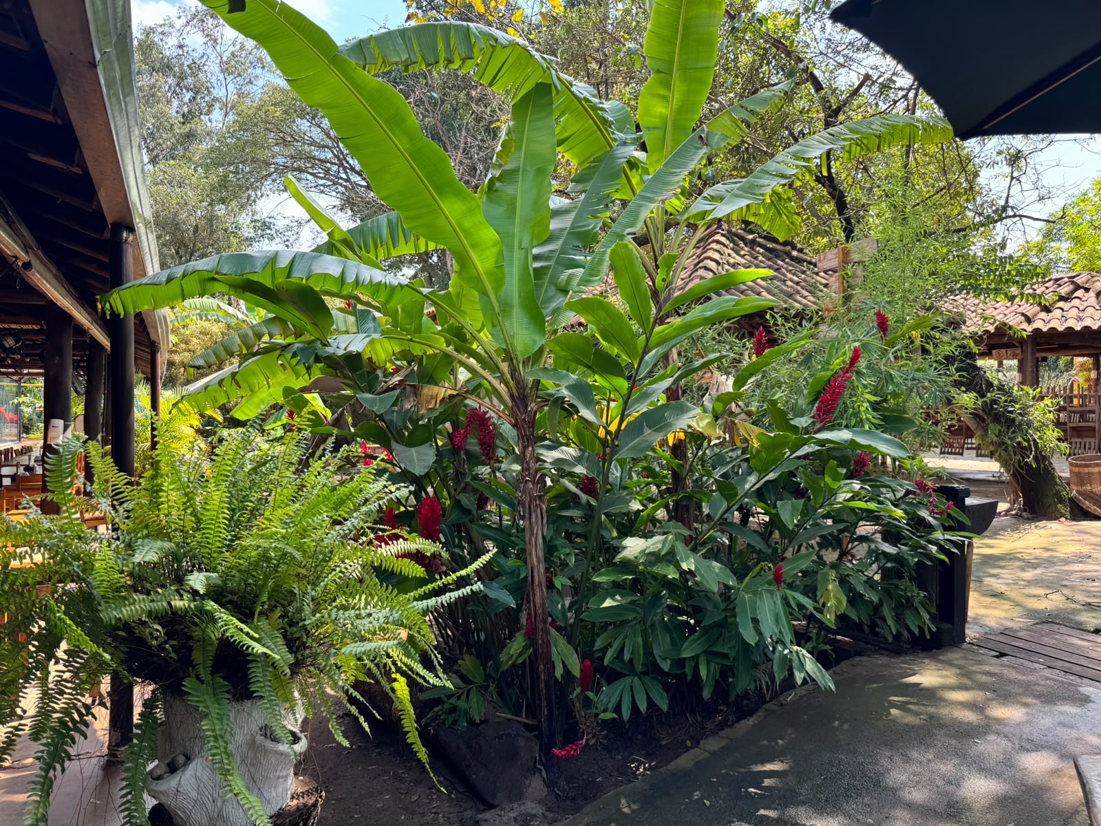Paisagismo exuberante com bananeiras, flores tropicais vermelhas e samambaias em vasos